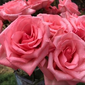 Meet your Posher, Valentina